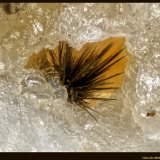Millerita
FoV: 1,2 x 0,7 mm
(Autor: Jose Angel Carrero)