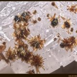 Cobaltlotharmeyerita
FoV: 1 x 0,7 mm
(Autor: Jose Angel Carrero)