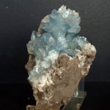Celestina
10 x 6 cm
(Autor: Pedro Antonio)