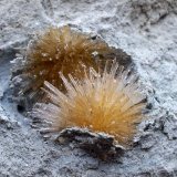 Aragonito
1,5 x 1,5 cm zona mineralizada.
(Autor: Cristalino)