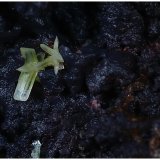 Cerusita
Encuadre de foto15mm Cristales: 3.2 mm
(Autor: Ángel Rodríguez Benavent)