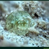 Roedderita
Cancarix Volcano, Sierra de las Cabras, Cancarix, Hellín, Comarca Campos de Hellín, Albacete, Castilla-La Mancha, Spain
FoV: 2,5 x 1,8 mm
(Autor: Jose Angel Carrero)