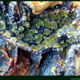 Atelestita
FoV: 1,5 x 1 mm
(Autor: Jose Angel Carrero)