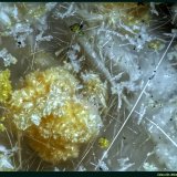 Copiapita, Halotriquita
Mina Anna, Alsdorf, Städteregion Aachen, Distrito administrativo Köln, Renania del Norte-Westfalia/Nordrhein-Westfalen, Alemania
FoV: 1,5 x 1 mm
(Autor: Jose Angel Carrero)