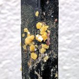 Aegirina, Zircón, Magnetita, Titanita, Fluorcalciopirocloro
7,0 x 2,5 x 1,8 cm
(Autor: carles)