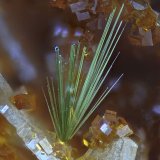 'Agardita'
1.2 mm
(Autor: Antonio Abril)