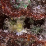 Agardita-(Y)
Campo de visión de 2 mm.
(Autor: Antonio Carmona)