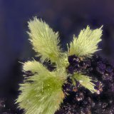 'Agardita'
1.5 mm
(Autor: Antonio Abril)