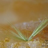 'Agardita'
1.4 mm
(Autor: Antonio Abril)