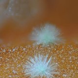 'Agardita'
1.5 mm
(Autor: Antonio Abril)
