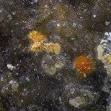 Karibibita
Campo de visión de  1 mm.
(Autor: Antonio Carmona)