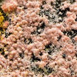 Annabergita (variedad magnésico cobaltífera)
Campo de visión de 2 mm.
(Autor: Antonio Carmona)