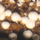 Alumohydrocalcita
21 x 17 x 15mm.
(Autor: José Luis Zamora)