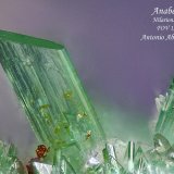 Annabergita
1.5 mm
(Autor: Antonio Abril)