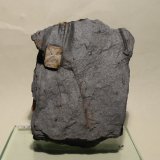 Andalucita (variedad quiastolita)
7,5x5,5 cm
(Autor: Ander Ispizua Juan)