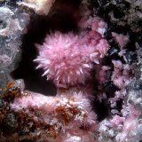 Hörnesita
Campo de visión de 2 mm
(Autor: Antonio Carmona)