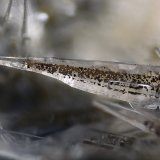Aragonito
Campo de visión 5 mm
(Autor: Juan Miguel)