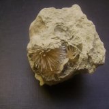 Aragonito
8 x 5 x 4,5 cm
(Autor: Antonio Alcaide)