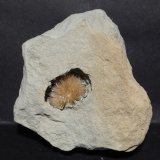 Aragonito
7,5x6 cm
(Autor: Ander Ispizua Juan)