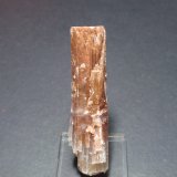Aragonito
15x55 mm
(Autor: Ignacio)