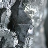 Arsénico y Discrasita
Cristal 1 cm
(Autor: Cesar M. Salvan)