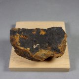 Asbolana
7,5 x 4,1 x 2,9 cm.
(Autor: J. G. Alcolea)