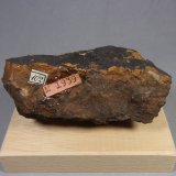 Asbolana
7,5 x 4,1 x 2,9 cm.
(Autor: J. G. Alcolea)