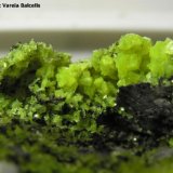 Autunita
Grupo de cristales: 2,5 x 1 cm.
(Autor: Frederic Varela)