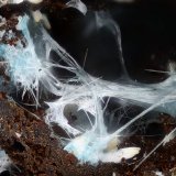 Auricalcita
Campo de visión 2,2 mm.
(Autor: Juan Miguel)