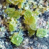 Autunita sobre Cuarzo (variedad ahumado)
Cristales sobre 1mm
(Autor: Javier MC)