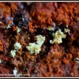 Autunita
Micro
(Autor: canada)