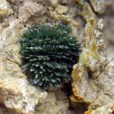 Olivenita
Campo de visión 5 mm
(Autor: Antonio Carmona)