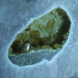 Celestina
Geoda de 4,5 cm x 2,5 cm
(Autor: James Catmur)