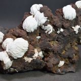 Baritina
Mina San Pedro, Sierra de Enmedio, Almendricos, Lorca, Comarca Alto Guadalentín, Región de Murcia (Murcia), España
125 x 85 mm
(Autor: Joaquin Blanco Cortina)