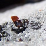 Biotita
3mm
(Autor: canada)