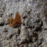 Biotita
6mm
(Autor: canada)
