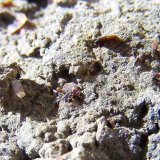 Biotita
3 a 4mm
(Autor: canada)