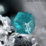 Boleita
0.9 mm
(Autor: Antonio Abril)