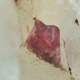 Adamita cobaltífera
Campo de visión de 5 mm.
(Autor: Antonio Carmona)