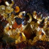 Cacoxenita
4 mm
(Autor: undaria)