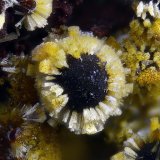 Cacoxenita
Campo de visión 1 mm.
(Autor: Juan Miguel)