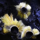 Cacoxenita
Campo de visión 2,2 mm.
(Autor: Juan Miguel)