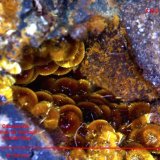Cacoxenita.
8´116 x 5´392 mm.
(Autor: Jesus Franquesa Baucells)