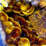 Cacoxenita.
8´116 x 5´392 mm.
(Autor: Jesus Franquesa Baucells)