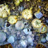 Alofana recubriendo Cuprita y otas mineralizaciones.
Campo de visión de 3mm.
(Autor: Antonio Carmona)