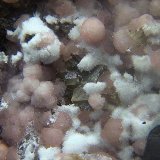 Hornesita y Brassita
Campo de visión de 2 mm
(Autor: Antonio Carmona)