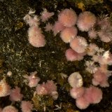 Hörnesita
Campo de visión de 3 mm.
(Autor: Antonio Carmona)