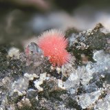 Hörnesita
Campo de visión de 2 mm
(Autor: Antonio Carmona)