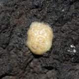 Calcedonia
2 cm
(Autor: canada)