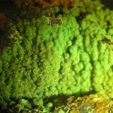 Calcosiderita
Pieza de 7x5 cm.
(Autor: Adrian Pesudo)
